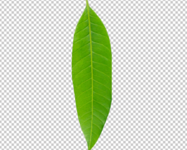 Mango Leaf PNG Transparent images free download